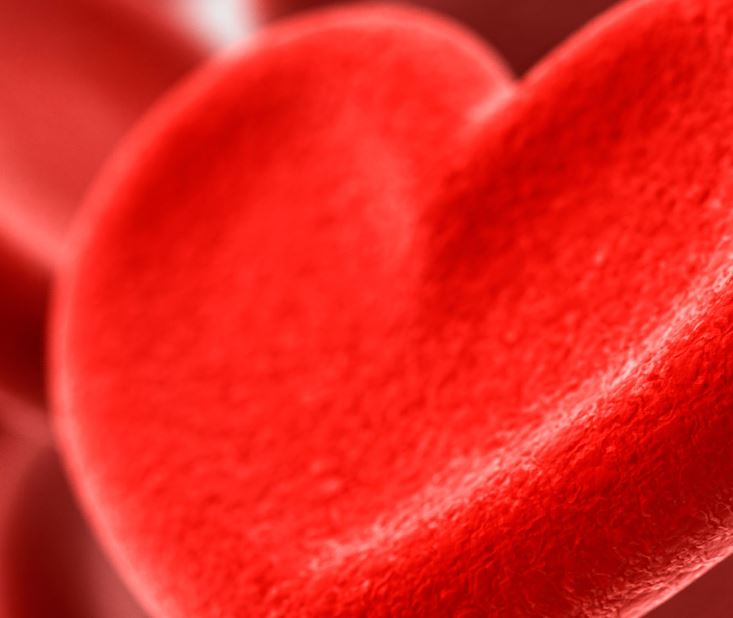 Blutspende – wenn Vierbeiner Leben retten